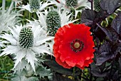 FIELD POPPY WITH ERYNGIUM GIGANTEUM AND AGERATINA ALTISSIMA CHOCOLATE