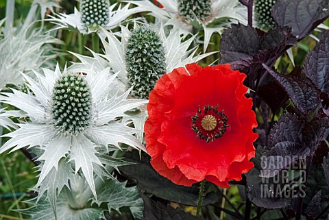 FIELD_POPPY_WITH_ERYNGIUM_GIGANTEUM_AND_AGERATINA_ALTISSIMA_CHOCOLATE