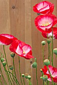 PAPAVER RHOEAS