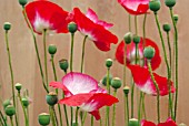 PAPAVER RHOEAS