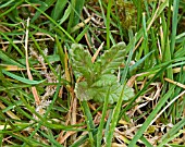RHINANTHUS MINOR IMMATURE PLANT GROWING IN GRASS