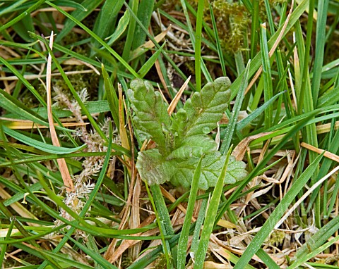 RHINANTHUS_MINOR_IMMATURE_PLANT_GROWING_IN_GRASS