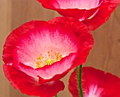 PAPAVER RHOEAS