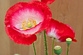 PAPAVER RHOEAS