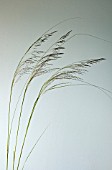 ERAGROSTIS CURVULA