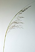 ERAGROSTIS CURVULA