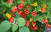 TAGETES PATULA POTS OF GOLD WITH PLECTRANTHUS ARGENTATUS