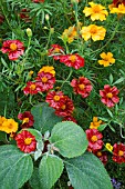 TAGETES PATULA POTS OF GOLD WITH PLECTRANTHUS ARGENTATUS