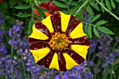 TAGETES PATULA POTS OF GOLD