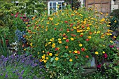 TAGETES PATULA POTS OF GOLD GROWING IN AN OLD TANK