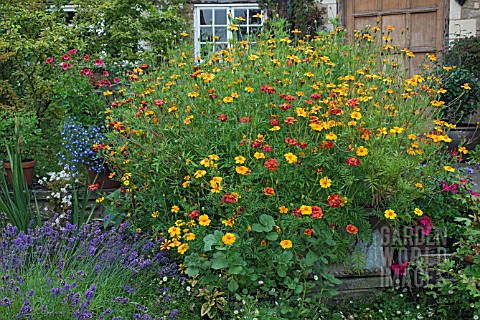 TAGETES_PATULA_POTS_OF_GOLD_GROWING_IN_AN_OLD_TANK