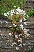 SEDUM ALBUM, WHITE STONECROP GROWING ON A WALL