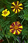 TAGETES PATULA POTS OF GOLD