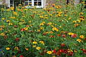 TAGETES PATULA POTS OF GOLD