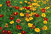 TAGETES PATULA POTS OF GOLD