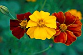 TAGETES PATULA POTS OF GOLD