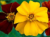 TAGETES PATULA POTS OF GOLD