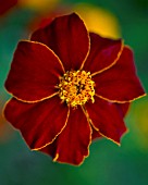 TAGETES PATULA POTS OF GOLD