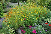 TAGETES PATULA POTS OF GOLD WITH SUMMER PLANTING