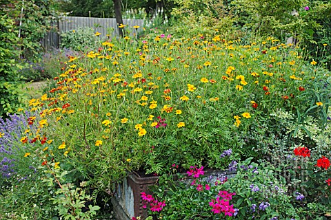 TAGETES_PATULA_POTS_OF_GOLD_WITH_SUMMER_PLANTING