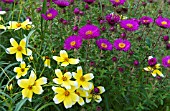 BIDENS AUREA (B. HETEROPHYLLA) WITH ASTER NOVAE-ANGLIAE SEPTEMBERRUBIN