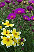 BIDENS AUREA (B. HETEROPHYLLA) WITH ASTER NOVAE-ANGLIAE SEPTEMBERRUBIN