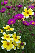 BIDENS AUREA (B. HETEROPHYLLA) WITH ASTER NOVAE-ANGLIAE SEPTEMBERRUBIN