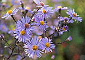 ASTER LAEVIS CALLIOPE