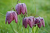 FRITILLARIA MELEAGRIS