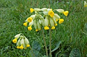 PRIMULA VERIS