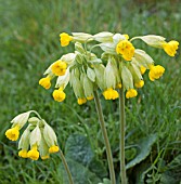 PRIMULA VERIS