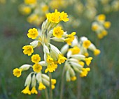 PRIMULA VERIS