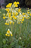 PRIMULA VERIS