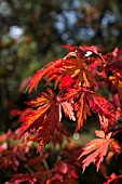 ACER JAPONICUM ACONITIFOLIUM