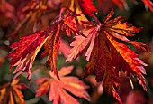 ACER JAPONICUM ACONITIFOLIUM