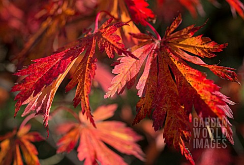 ACER_JAPONICUM_ACONITIFOLIUM