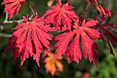 ACER JAPONICUM ACONITIFOLIUM