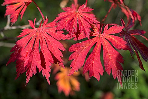 ACER_JAPONICUM_ACONITIFOLIUM