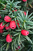 TAXUS BACCATA FASTIGIATA FRUITS