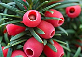 TAXUS BACCATA FASTIGIATA FRUITS