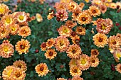 CHRYSANTHEMUM PETERKIN