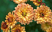 CHRYSANTHEMUM PETERKIN