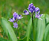 SCILLA LILIOHYACINTHUS