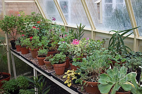 PROPAGATION__GREENHOUSE_BENCH_WITH_STOCK_PLANTS