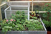PROPAGATION - BENCH PROPAGATOR WITH COVERED AREA, SHOWING LID