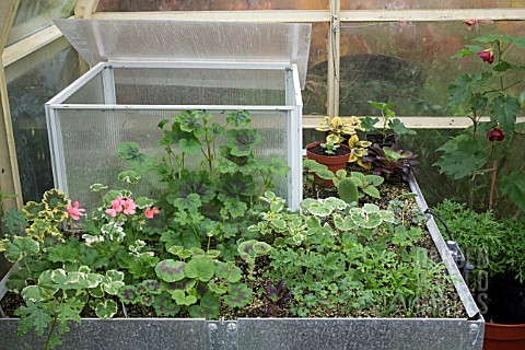 PROPAGATION__BENCH_PROPAGATOR_WITH_COVERED_AREA_SHOWING_LID