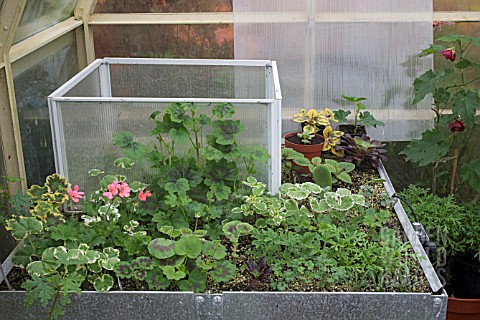PROPAGATION__BENCH_PROPAGATOR_SHOWING_COVERED_AND_OPEN_AREAS
