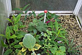 PROPAGATION - HEATED PROPAGATOR WITH ROOTED CUTTINGS READY TO POT UP