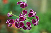 PELARGONIUM MAGENTEUM