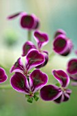 PELARGONIUM MAGENTEUM